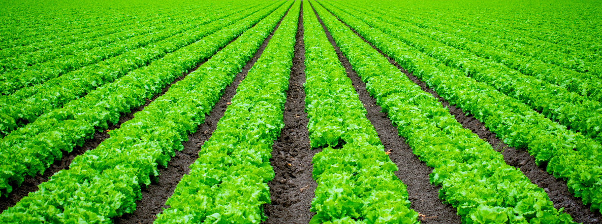 Does the Budget give a leg-up to agriculture?