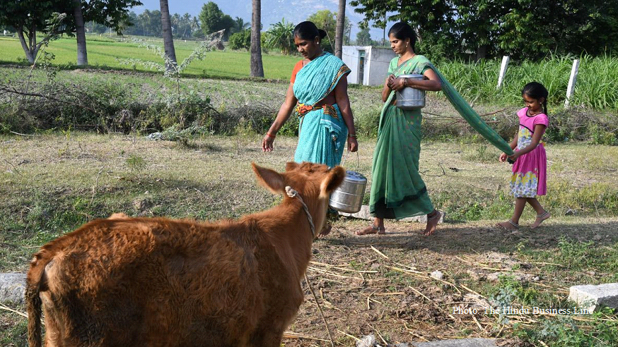 Uplift women in dairying