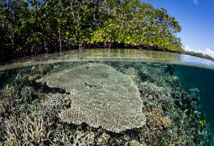 When Carbon Rises, Can the Blue Carbon Answer?